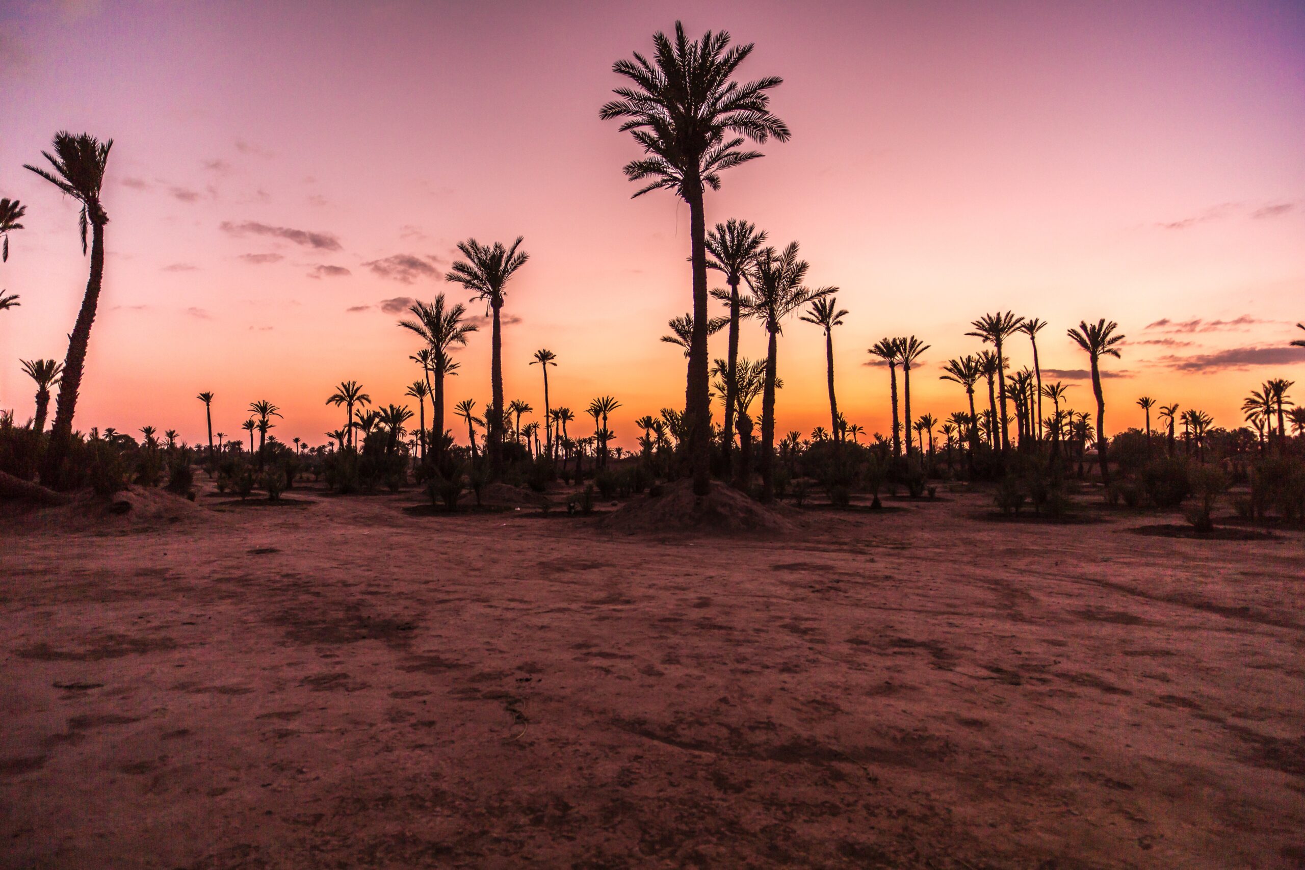 palm-trees-1252454